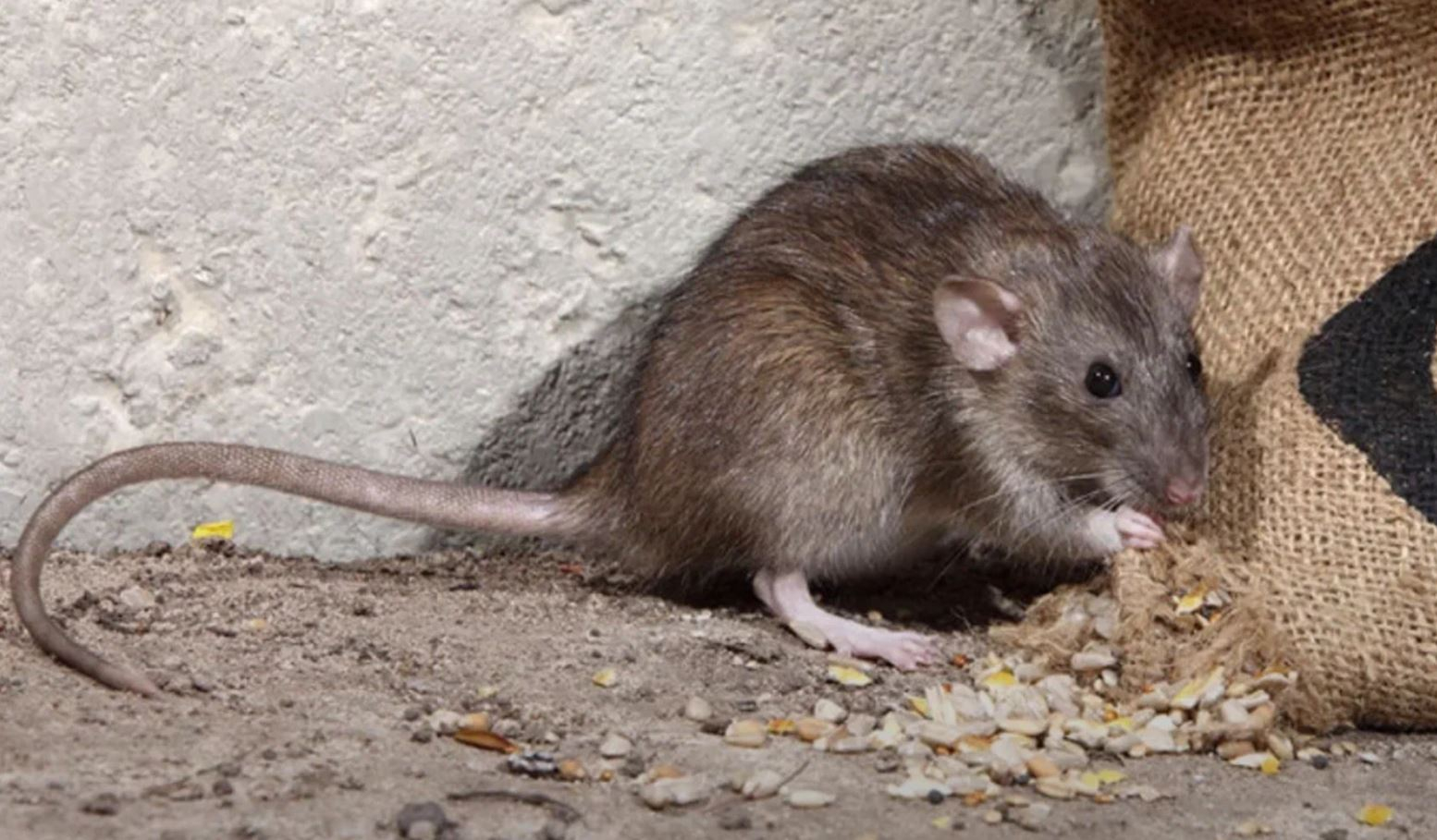 фото: Профессиональная дератизация в Красково: <br/>+7-909-173-42-96