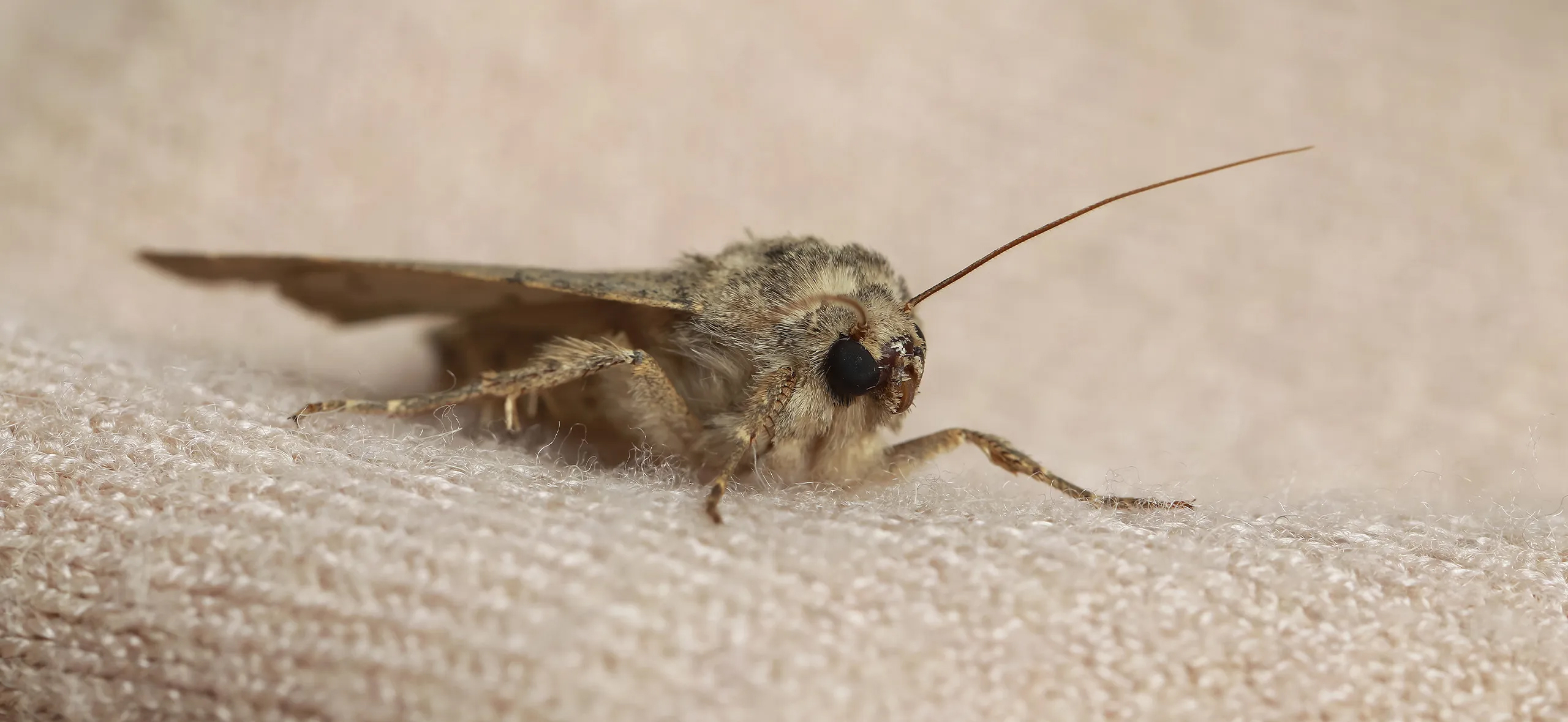 фото: Профессиональная обработка от моли в Красково: <br/>+7-909-173-42-96